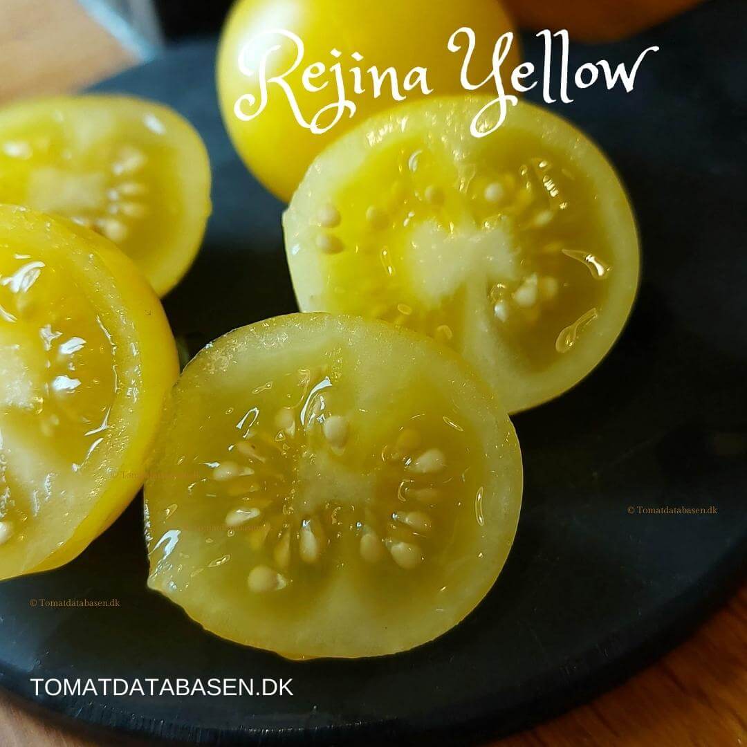 Rejina Yellow